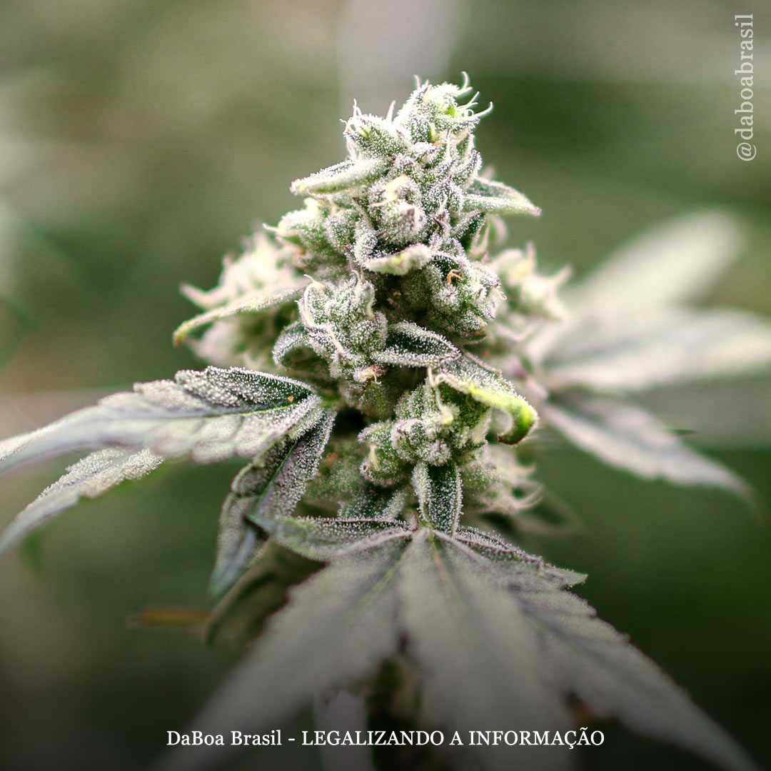 A maconha pode auxiliar na recuperação de transtornos por uso de substâncias, mostra estudo