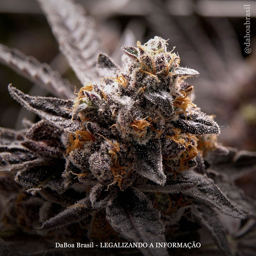 A maconha proporciona “melhorias significativas” na qualidade de vida relacionada à saúde dos pacientes, diz estudo