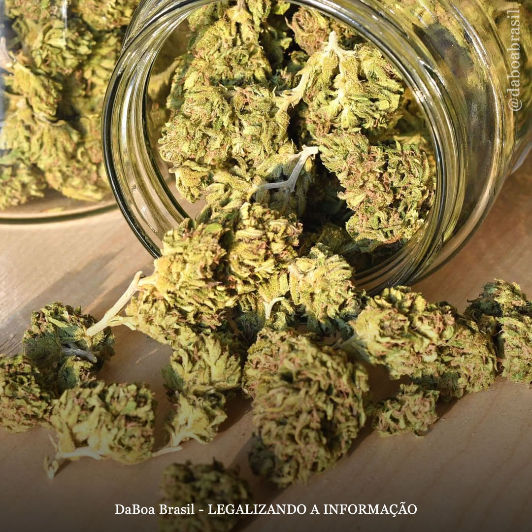 A maconha proporciona “melhorias significativas” para pacientes com esclerose múltipla, diz estudo