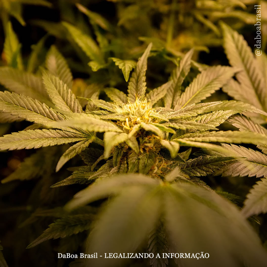 A maior análise já feita sobre o uso da maconha para tratar sintomas de câncer mostra um “consenso científico esmagador” sobre seus benefícios