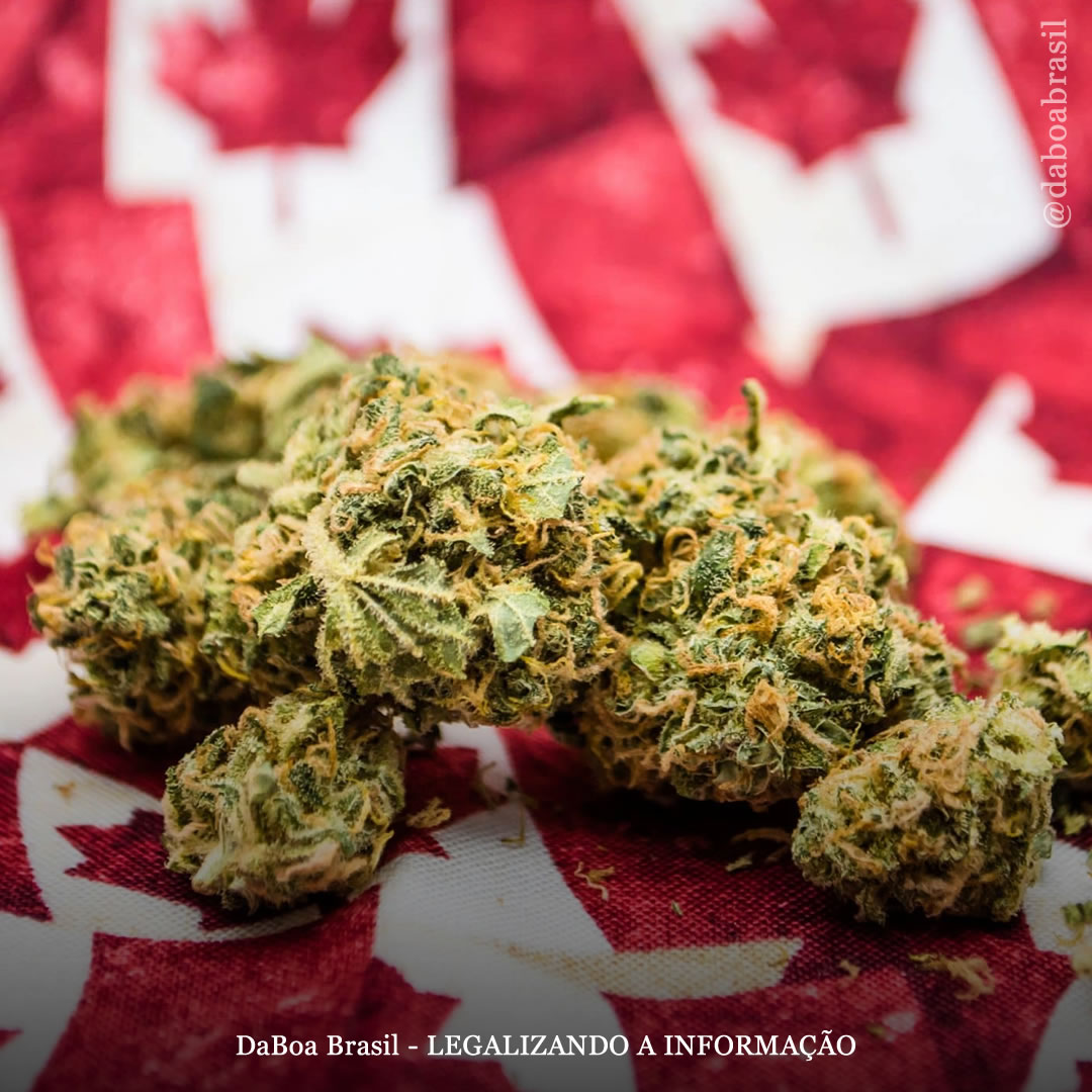 A maioria dos canadenses diz que a maconha é uma parte importante da economia e quer que o governo ajude a indústria, mostra pesquisa