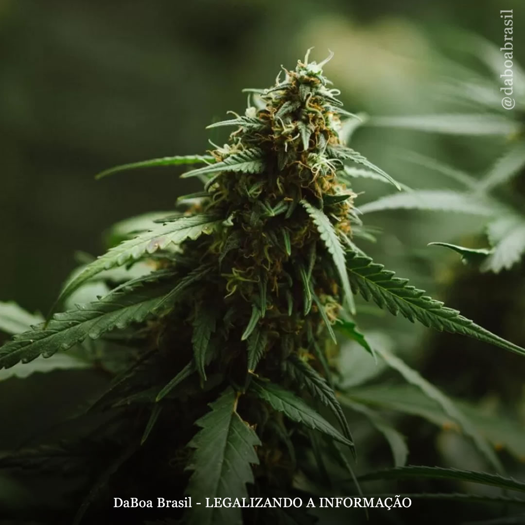 Alemanha: pesquisa revela por que os pais apoiam a legalização da maconha um ano após a implementação