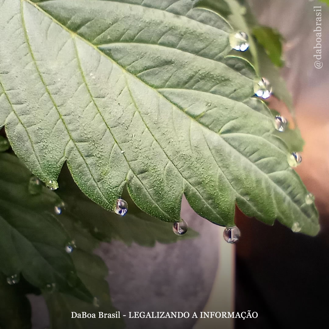 Dicas de cultivo: tudo o que você precisa saber sobre a gutação nas plantas de maconha