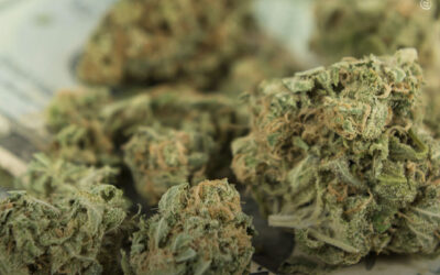 EUA: vendas de maconha em Nova York chegam perto de US$ 1,5 bilhão, com número de lojas quase triplicando no ano passado, diz relatório