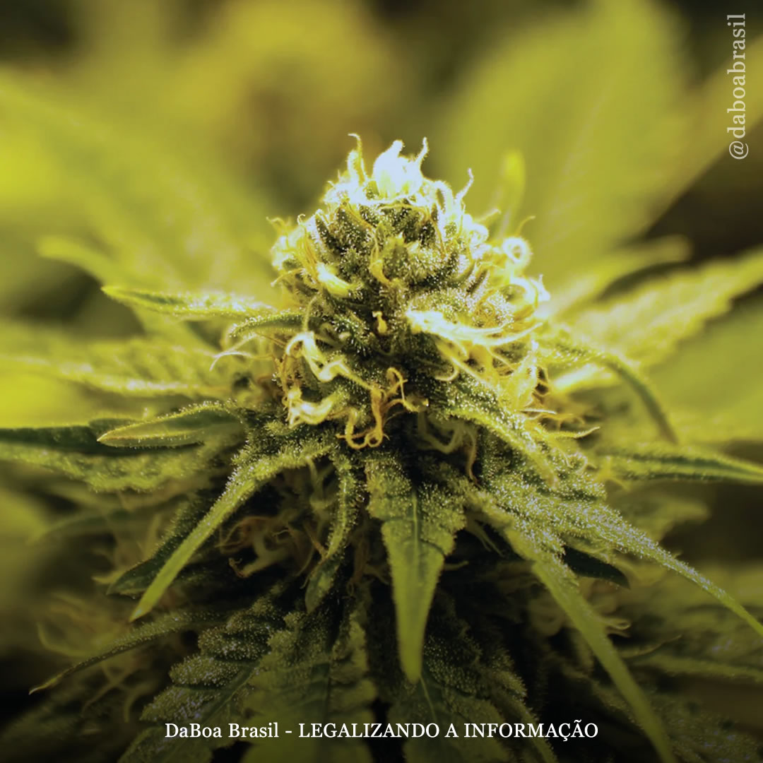 Pacientes com estresse pós-traumático apresentam melhoras sustentadas após o uso de maconha, diz estudo