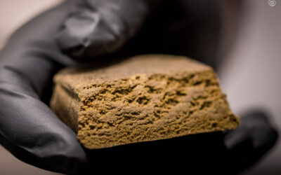 Países Baixos busca importar haxixe marroquino legalmente