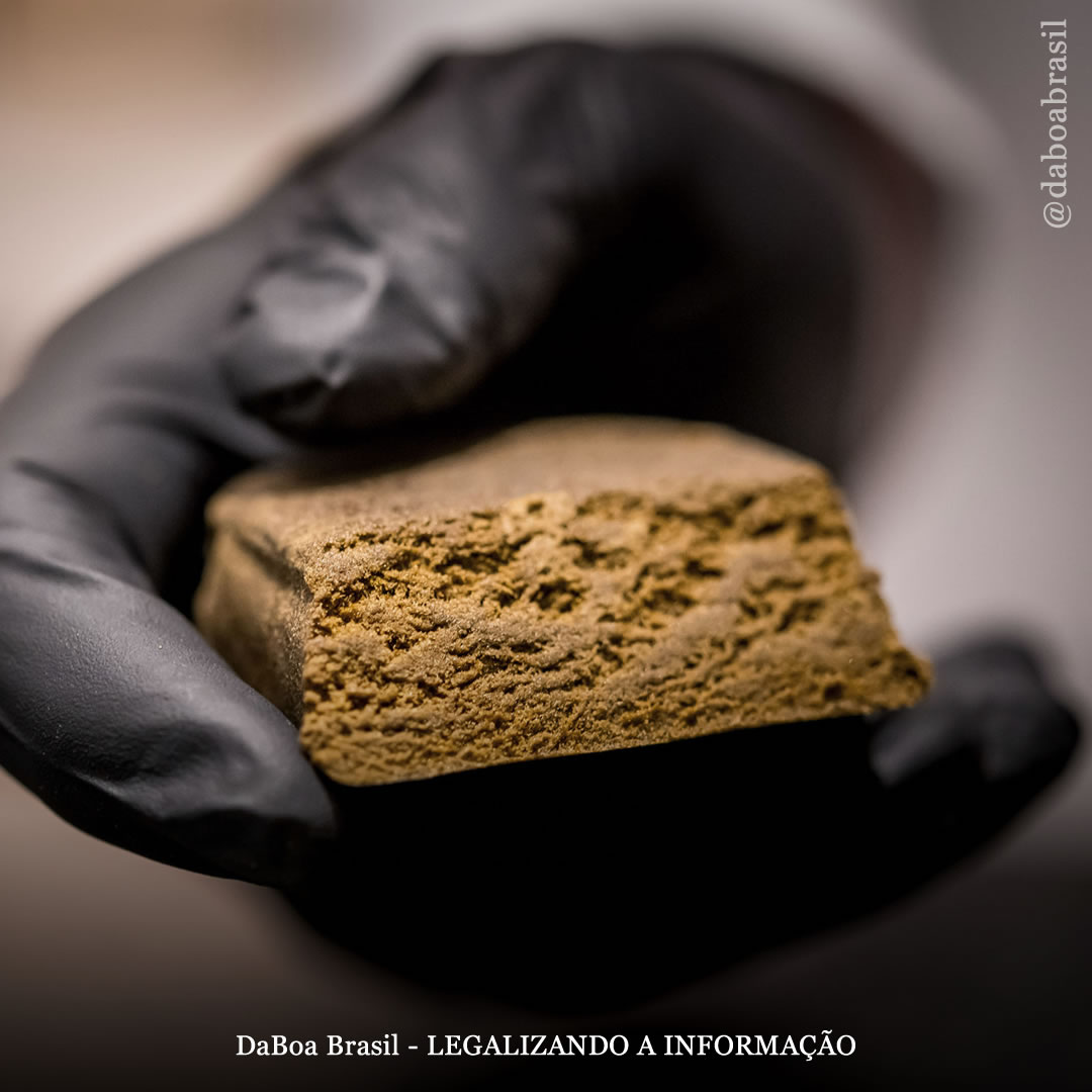 Países Baixos busca importar haxixe marroquino legalmente