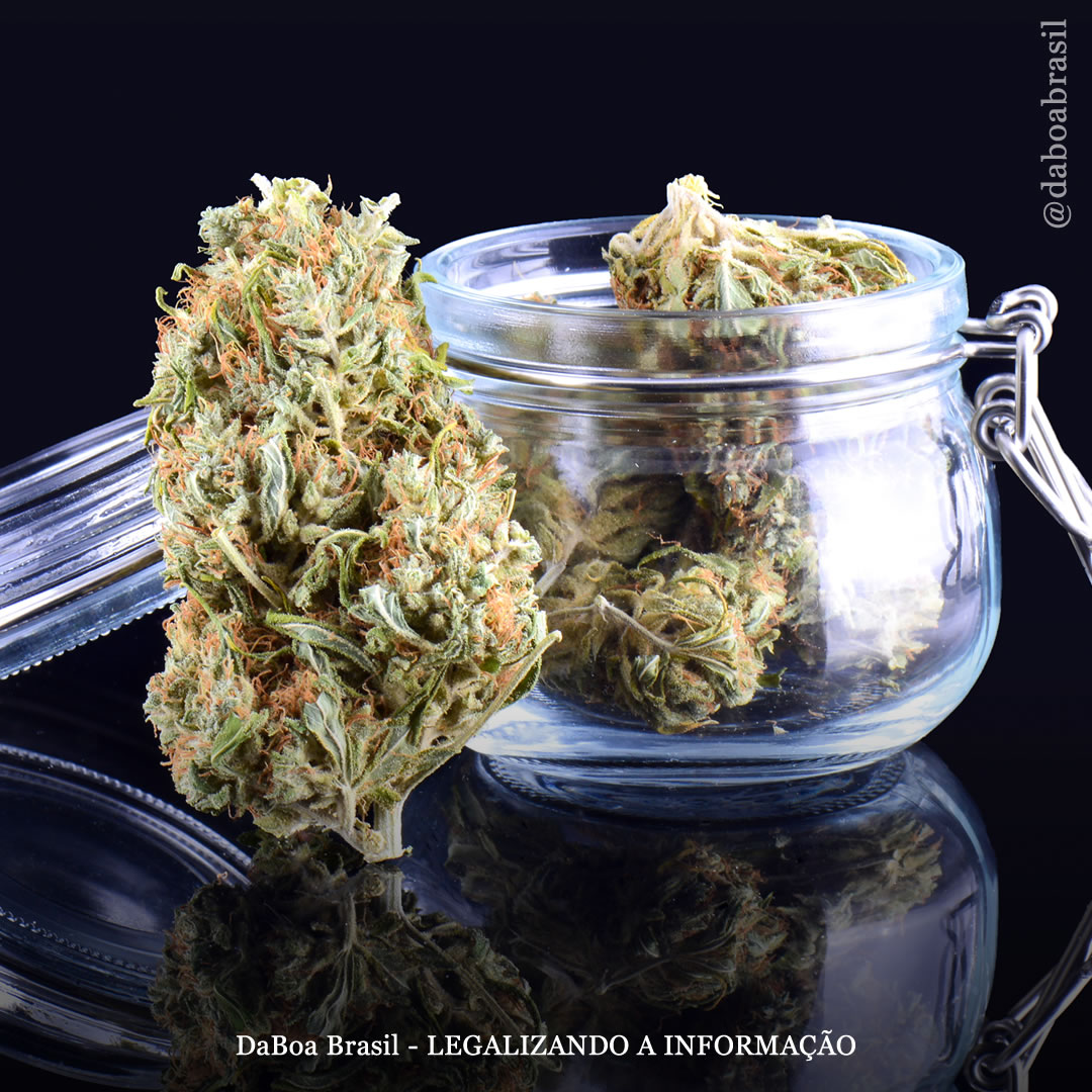 Países Baixos: coffeeshops começaram a vender maconha cultivada legalmente