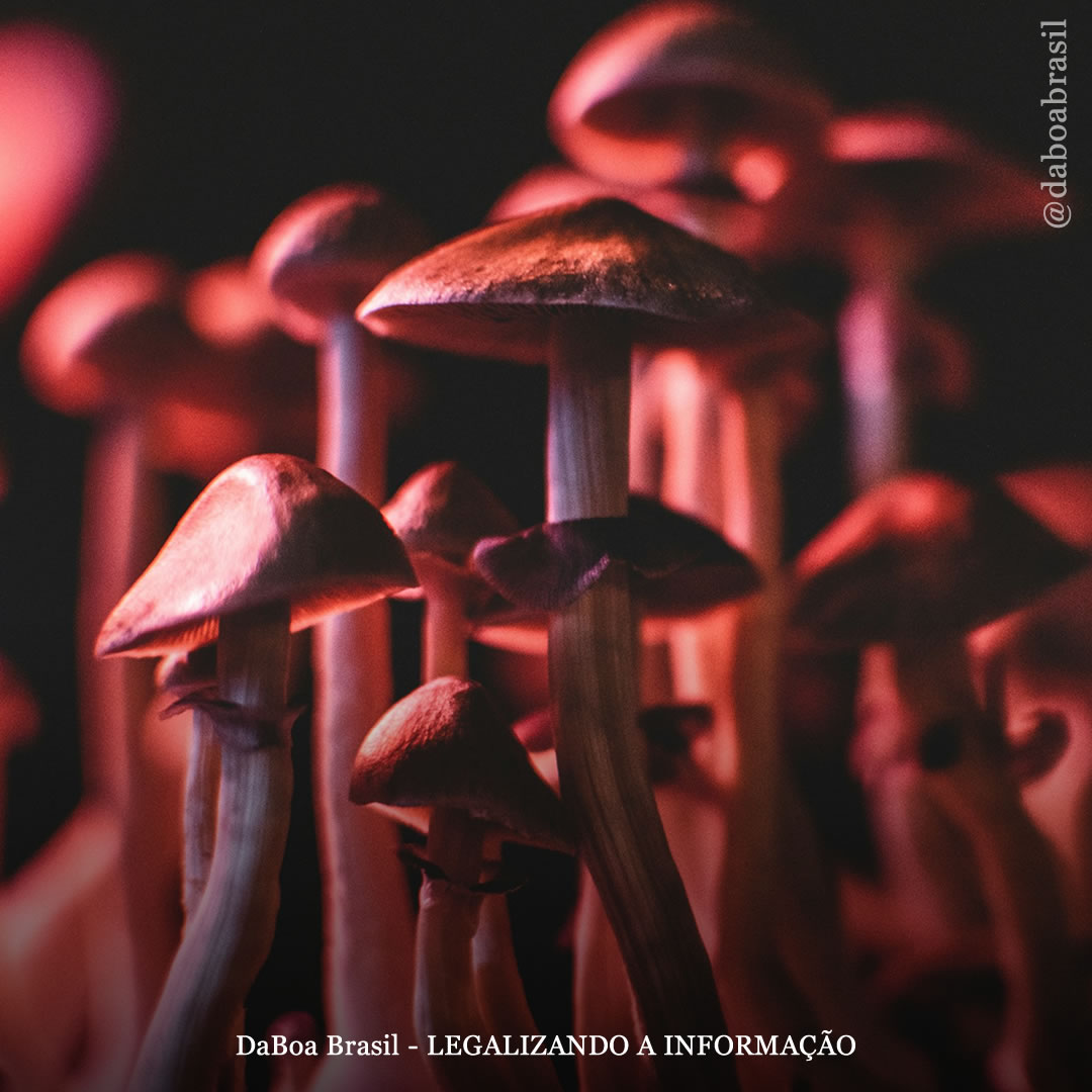 Pessoas que usam psicodélicos demonstram mais criatividade e originalidade, possivelmente devido a um “maior senso de conexão”, diz estudo