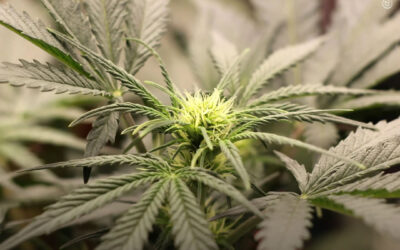 A legalização da maconha reduz o custo de indenizações trabalhistas e diminui o uso de medicamentos prescritos, mostra estudo