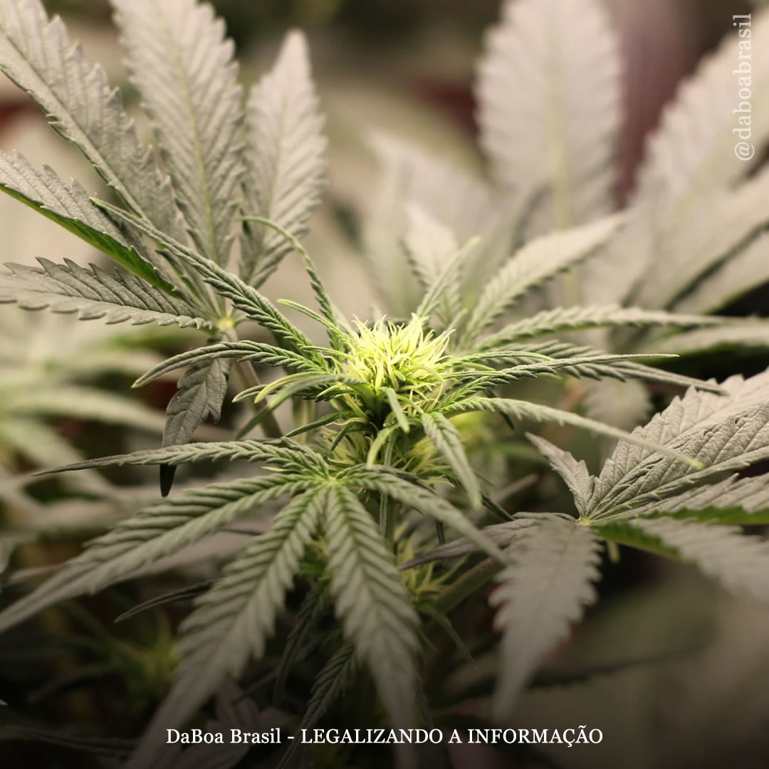 A legalização da maconha reduz o custo de indenizações trabalhistas e diminui o uso de medicamentos prescritos, mostra estudo