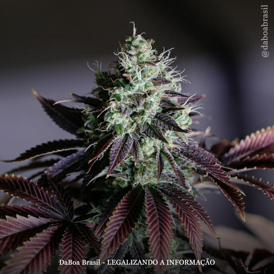 A legalização do uso adulto da maconha está associada à queda nos gastos com medicamentos prescritos, mostra análise