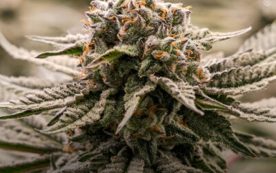 A maconha pode aumentar a eficácia da quimioterapia no combate ao câncer e reduzir os efeitos colaterais, sugere estudo