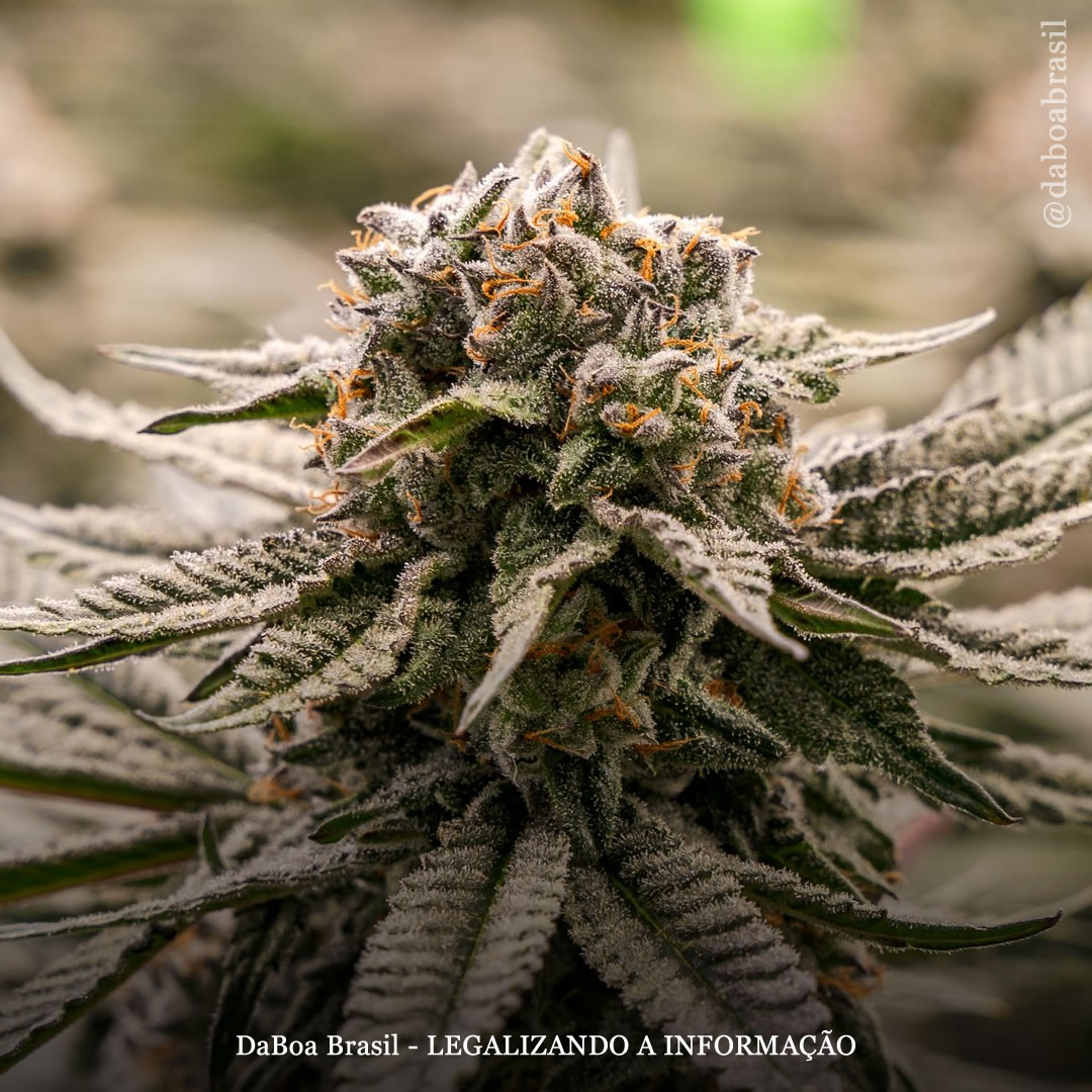 A maconha pode aumentar a eficácia da quimioterapia no combate ao câncer e reduzir os efeitos colaterais, sugere estudo