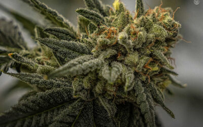 A maconha traz benefícios para pessoas com apneia do sono, de acordo com o maior estudo já realizado