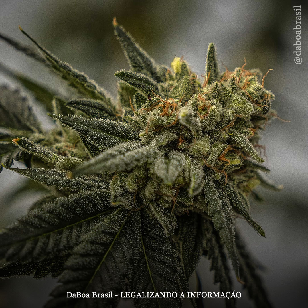 A maconha traz benefícios para pessoas com apneia do sono, de acordo com o maior estudo já realizado