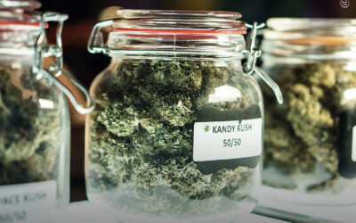 Canadá: a legalização do uso adulto substituiu em grande parte o mercado ilícito de maconha