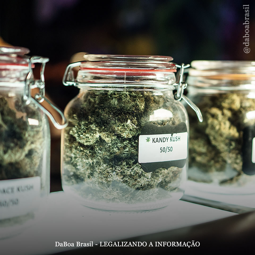 Canadá: a legalização do uso adulto substituiu em grande parte o mercado ilícito de maconha