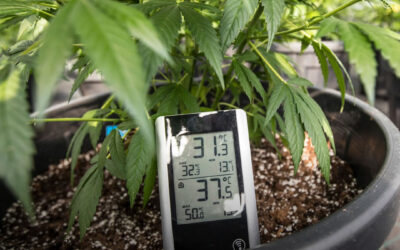 Dicas de cultivo: a temperatura e umidade ideal para o cultivo indoor