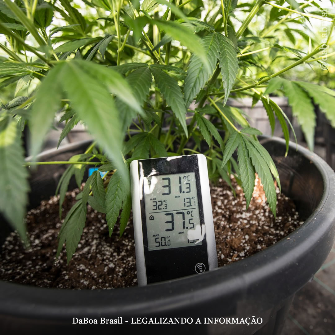 Dicas de cultivo: a temperatura e umidade ideal para o cultivo indoor