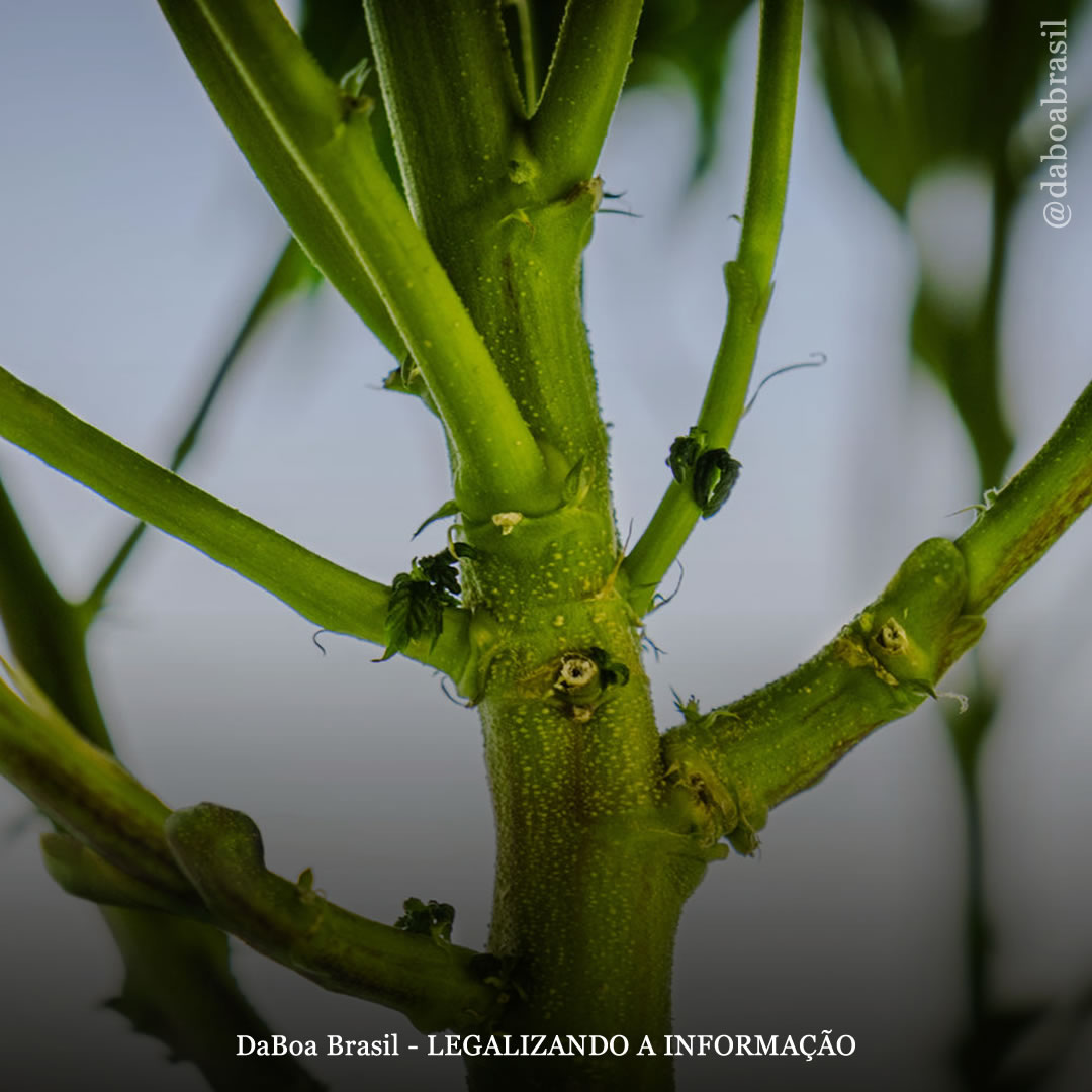 Dicas de cultivo: como enxertar a maconha para cultivar diferentes variedades em uma única planta