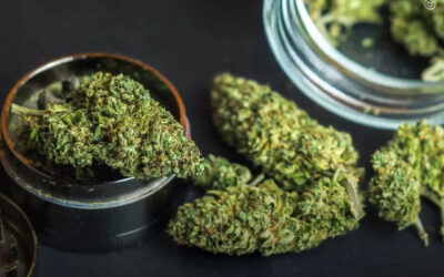 Hospitalizações relacionadas à maconha caem entre menores de idade após legalização do uso adulto, mostra análise