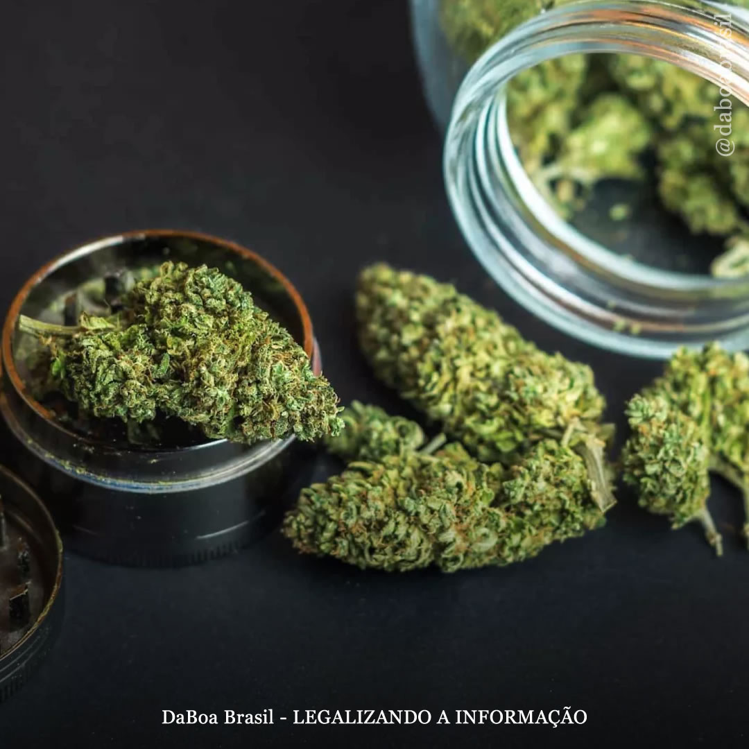 Hospitalizações relacionadas à maconha caem entre menores de idade após legalização do uso adulto, mostra análise