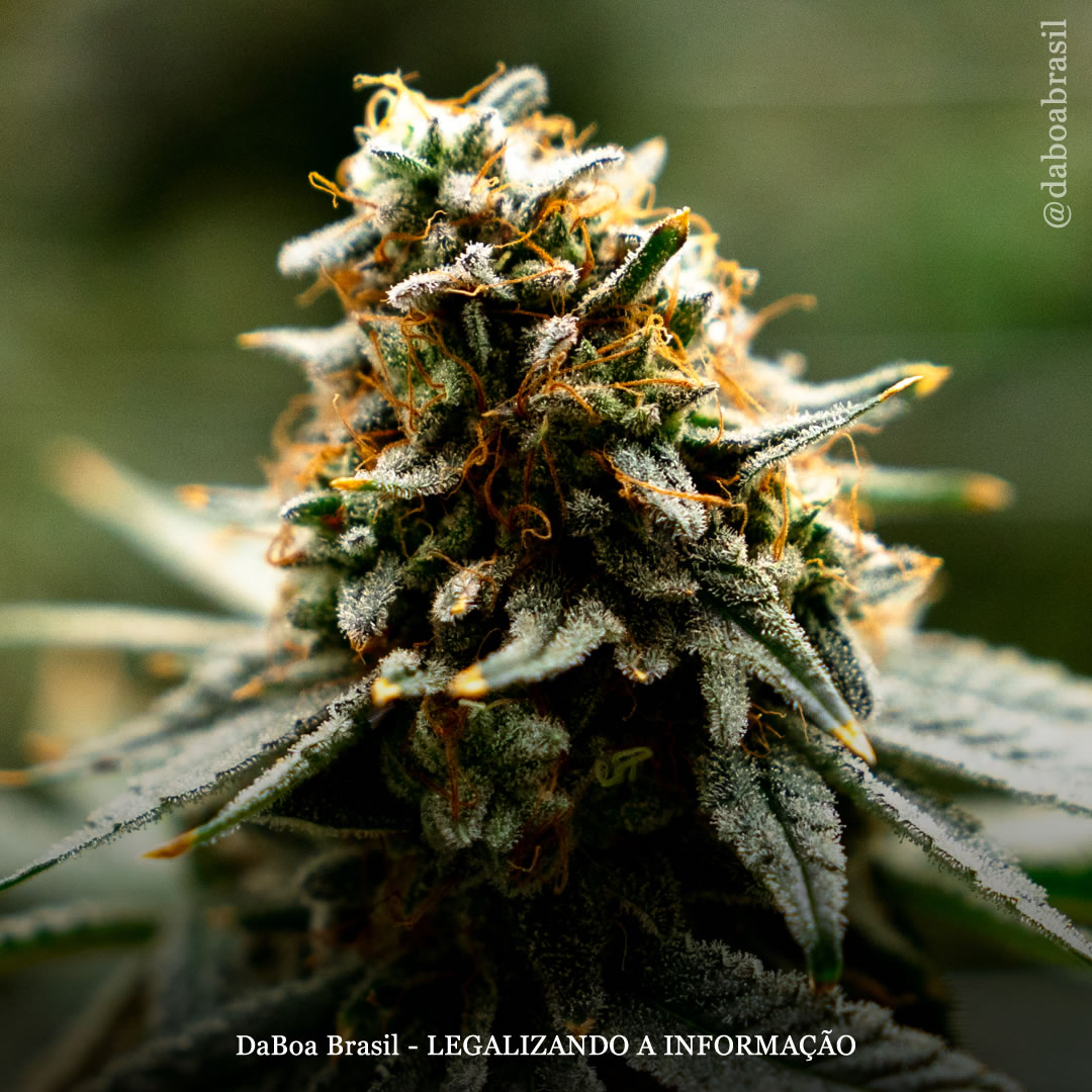 Pacientes com dor musculoesquelética apresentam melhora dos sintomas e efeitos colaterais mínimos após uso prolongado de maconha, diz estudo