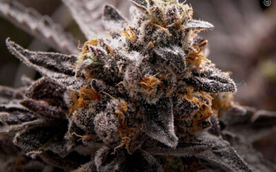Pesquisadores anunciam que descobriram um novo canabinoide na maconha