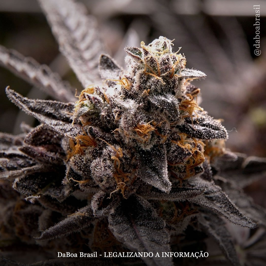 Pesquisadores anunciam que descobriram um novo canabinoide na maconha