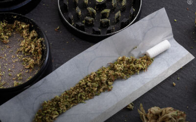 Teste de fluido oral “não é ideal” para determinar exposição à maconha, segundo análise