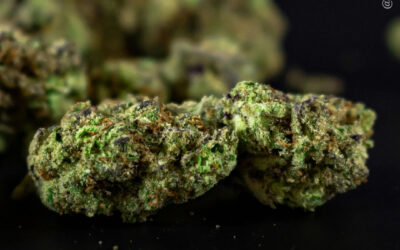 Uso de maconha por pacientes com artrite reumatoide está associado à redução da mortalidade hospitalar, mostra análise