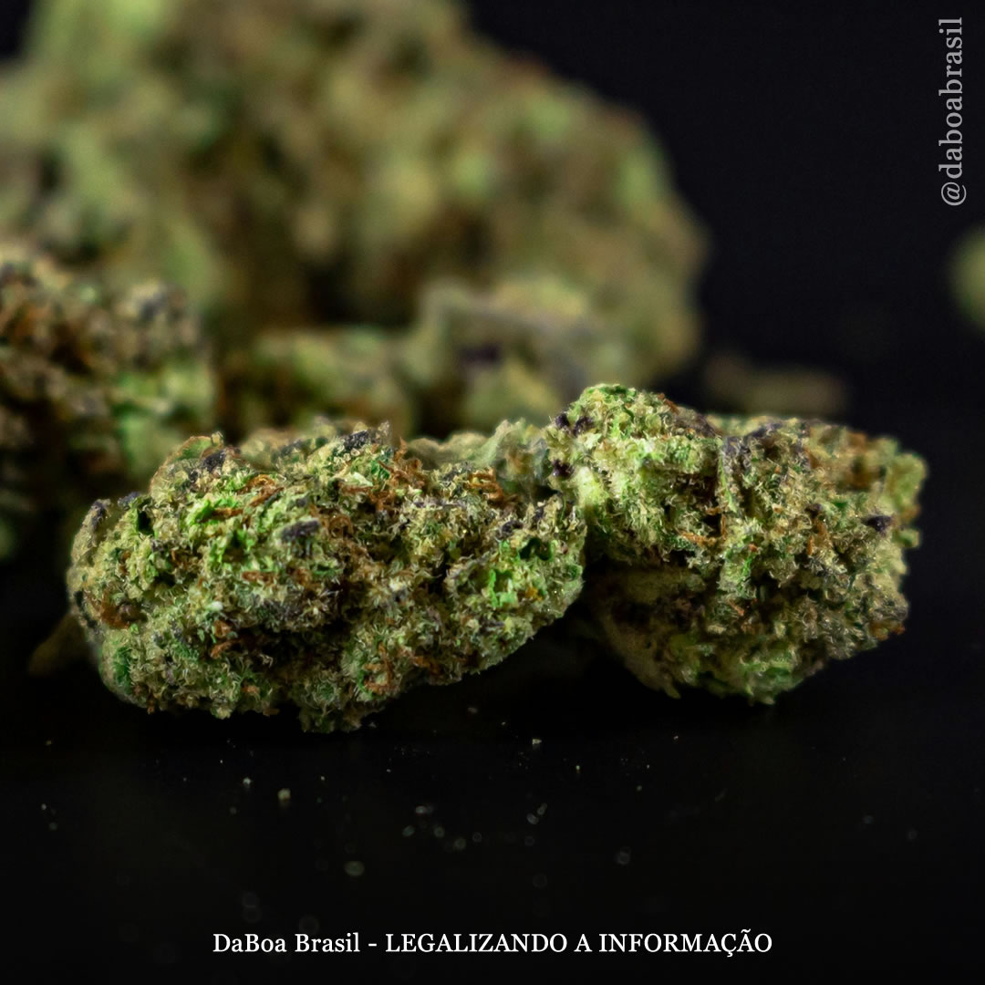 Uso de maconha por pacientes com artrite reumatoide está associado à redução da mortalidade hospitalar, mostra análise