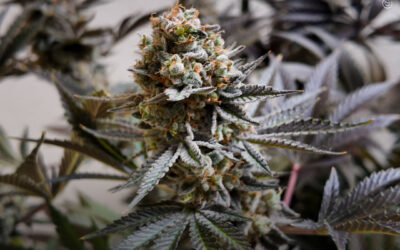 A maconha ajuda a maioria dos pacientes a tratar a dor crônica com eficácia, mostra novo estudo