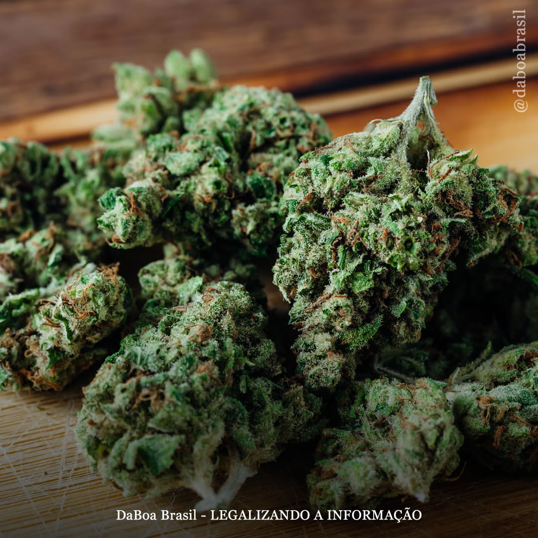 A maconha melhora a qualidade de vida em pessoas com TOC