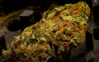 Acesso legal à maconha reduz uso problemático, mostra estudo suíço