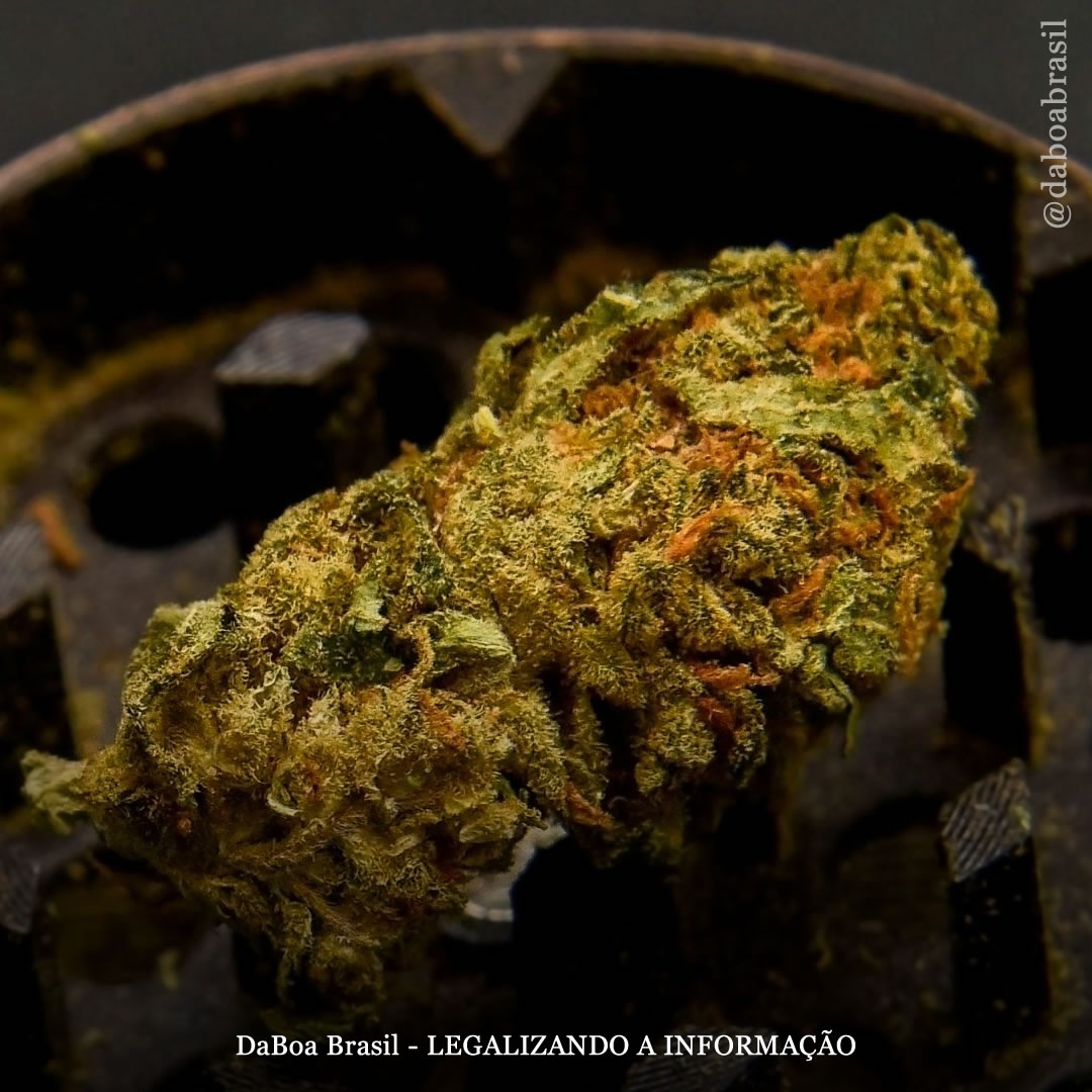 Acesso legal à maconha reduz uso problemático, mostra estudo suíço