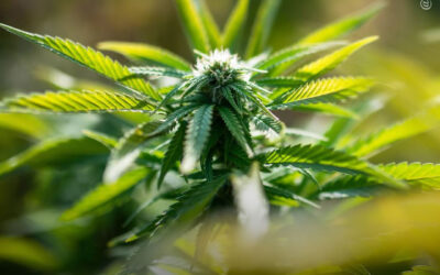 Cientistas encontram 33 marcadores genéticos na maconha que podem ser usados para produzir novas variedades “aprimoradas” adaptadas para seus diversos usos
