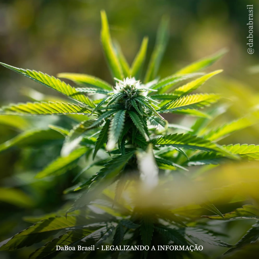 Cientistas encontram 33 marcadores genéticos na maconha que podem ser usados para produzir novas variedades “aprimoradas” adaptadas para seus diversos usos