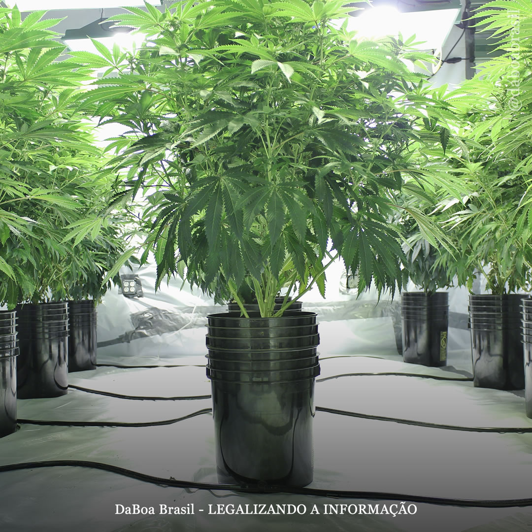 Dicas de cultivo: como um sistema hidropônico de fluxo contínuo produz melhores plantas de maconha