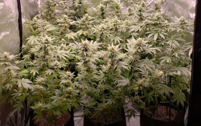 Dicas de cultivo: instalando uma tenda de cultivo de 120x120cm, número de plantas e como maximizar o rendimento