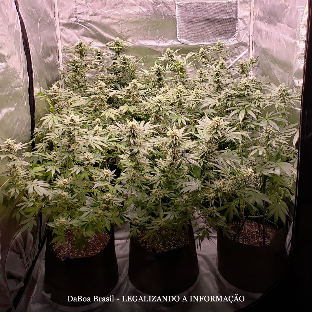 Dicas de cultivo: instalando uma tenda de cultivo de 120x120cm, número de plantas e como maximizar o rendimento