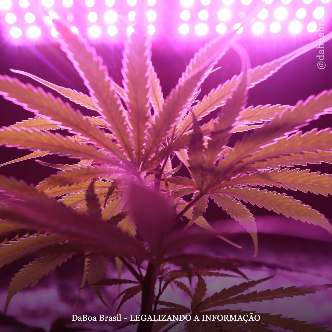 Dicas de cultivo: noções básicas sobre o cultivo indoor de maconha