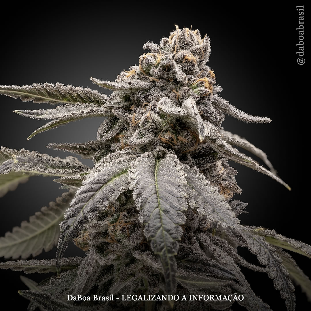 Dicas de cultivo: a importância do uso de enzimas no cultivo de maconha