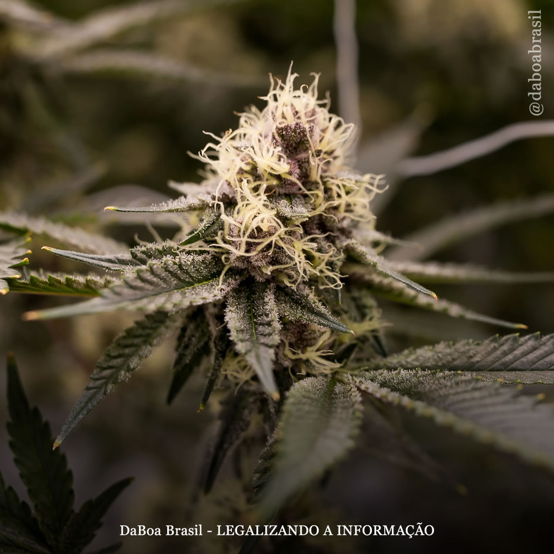 Hotéis registram aumento significativo na receita após a legalização do uso adulto da maconha, mostra estudo