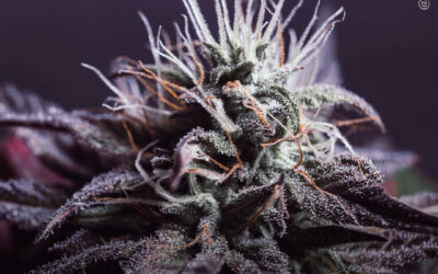 Pacientes com endometriose dizem que a maconha é mais eficaz e apresenta menos efeitos colaterais do que medicamentos prescritos, mostra pesquisa