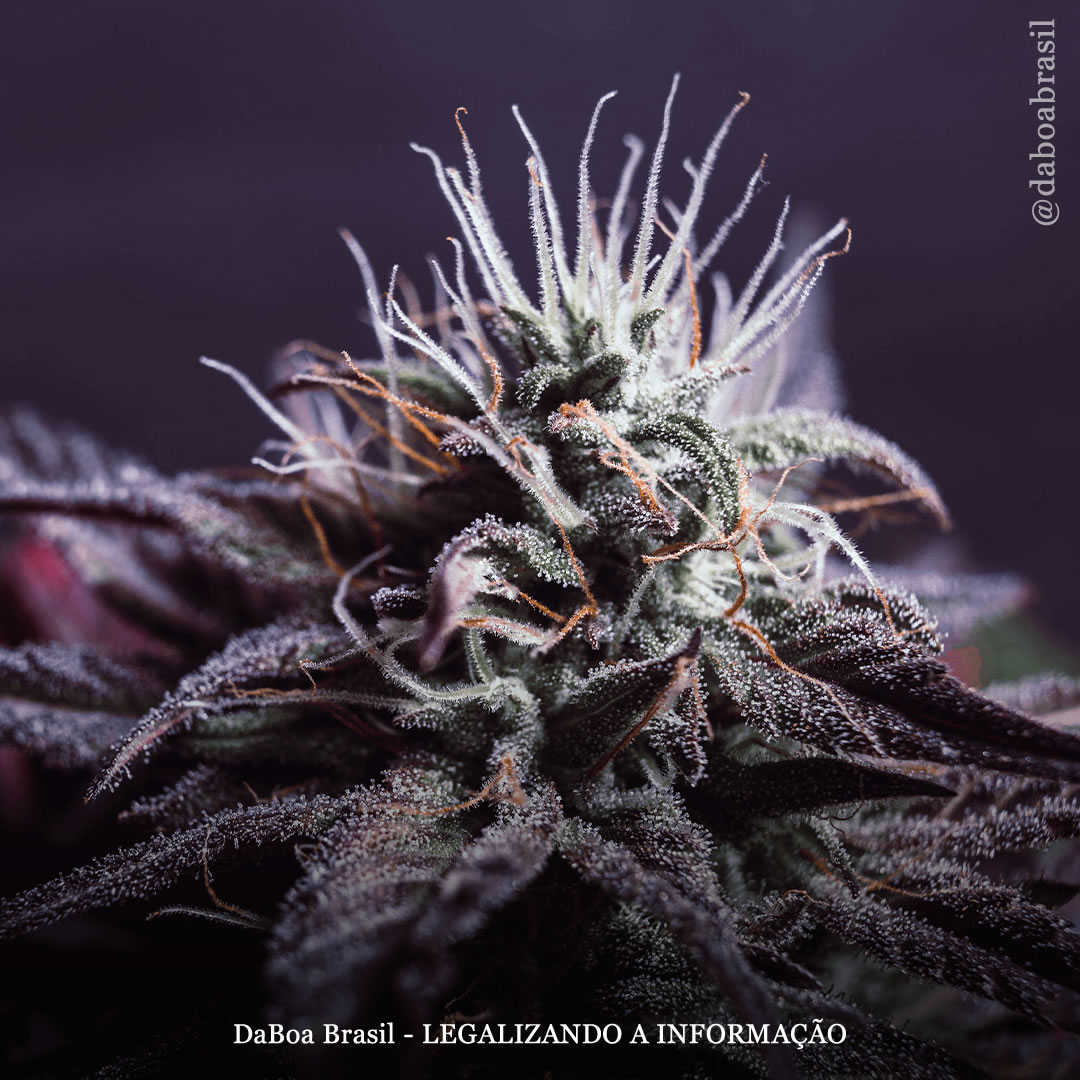 Pacientes com endometriose dizem que a maconha é mais eficaz e apresenta menos efeitos colaterais do que medicamentos prescritos, mostra pesquisa