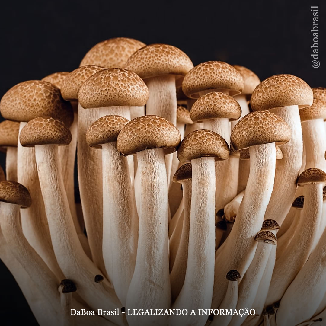 Psicodélicos levam a “melhoras na ansiedade e na depressão em tempos de crise global”, como a pandemia de COVID, mostra estudo