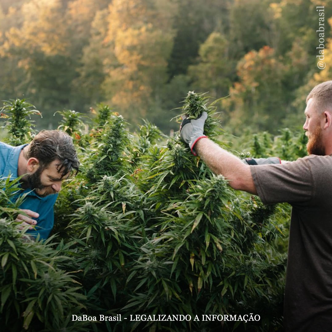 Trabalhadores da indústria da maconha são os mais felizes em qualquer setor de trabalho nos EUA, revela pesquisa