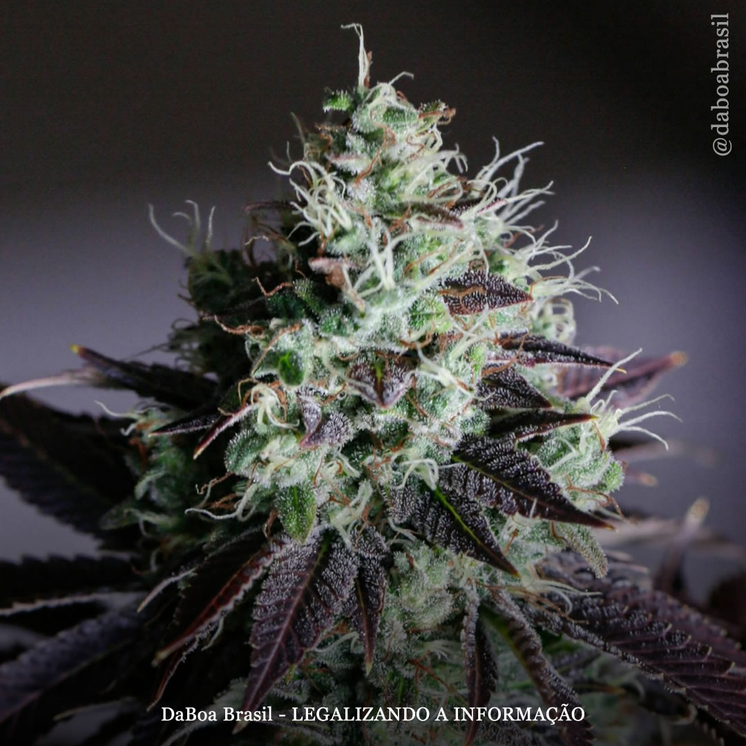 A maconha é uma opção de tratamento eficaz para dor crônica, melhorando a qualidade de vida, mostra estudo